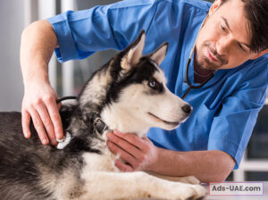 AL FALAH VETERINARY CLINIC – BEST VET CARE PACKAGE
