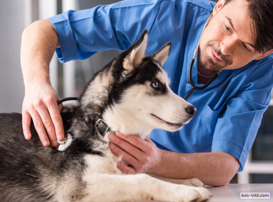 AL FALAH VETERINARY CLINIC – BEST VET CARE PACKAGE